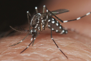 Salud Pública informa control en casos de dengue en el país