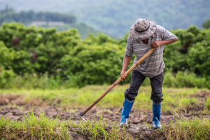 Agricultor denuncia es presionado para ceder parte de sus terrenos