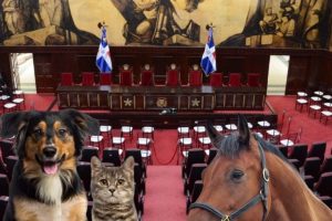 Pacto por los Animales llega hoy al Congreso Nacional